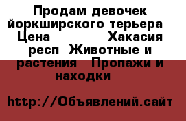 Продам девочек йоркширского терьера › Цена ­ 15 000 - Хакасия респ. Животные и растения » Пропажи и находки   